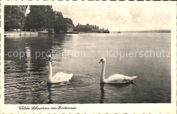 Schwan Schwäne Bodensee