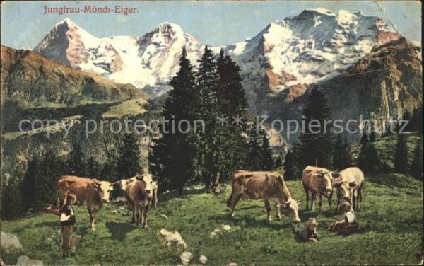 Kuehe Jungfrau-Mönch-Eiger