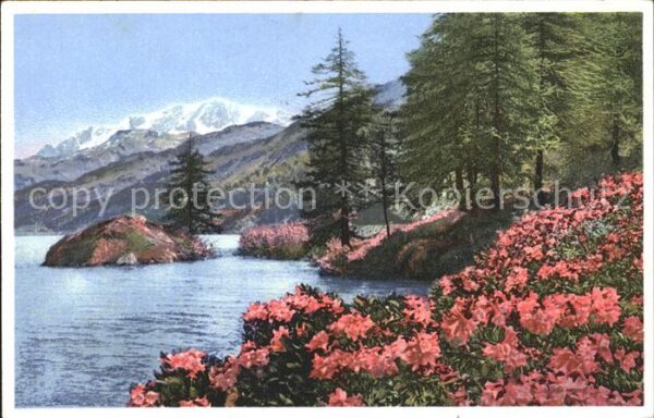 Blumen Rostfarbige Alpenrose Silsersee Maloja
