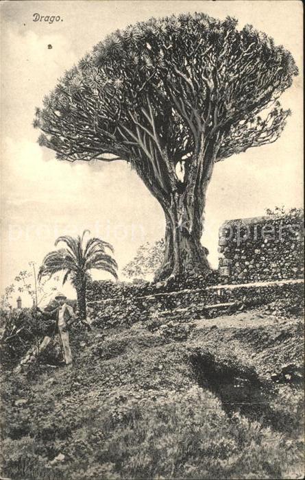 Baeume Trees Drago