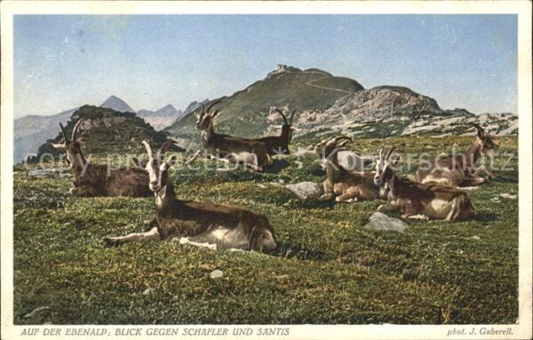 Foto Gaberell J. Nr. 5204 Ebenalp Schäfler Säntis Ziegen