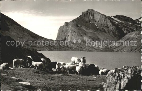 Schafe Daubensee Gemmipass Leukerbad-Kanderste