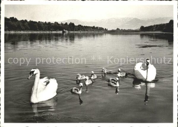 Schwan Schwäne Familienausflug