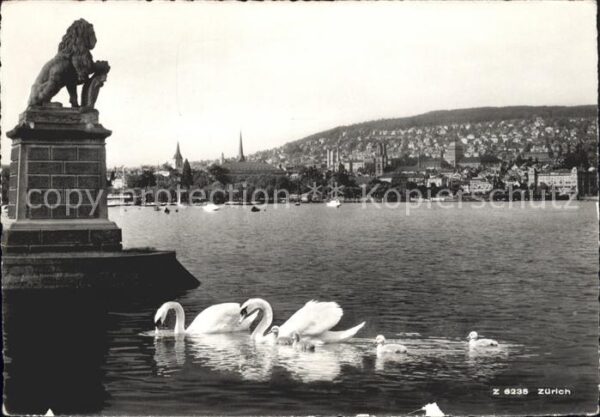 Schwan Schwanenfamilie Zürich