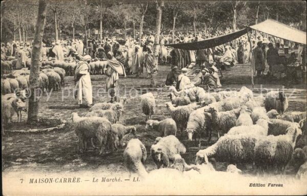 Schafe Typen Markt Maison-Carree Le Marche