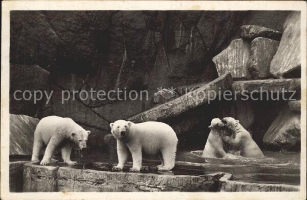Eisbaer Carl Hagenbeck's Tierpark Stellingen-Ha