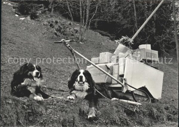 Bernhardiner Hundekarren Braunwald