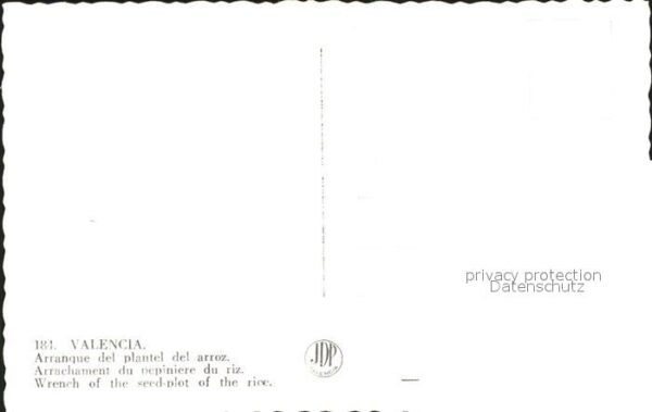 Valencia Valenciana Arranque del platel del arroz – Bild 2