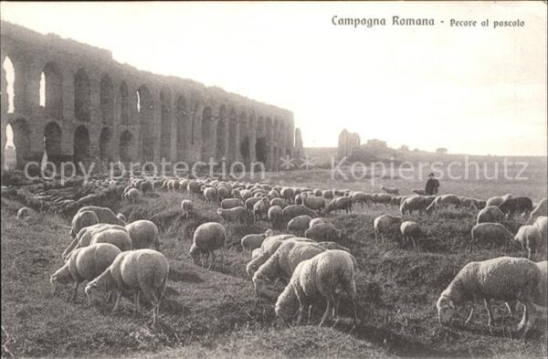 Schafe Hirte Campagna Romana Pecore al pascolo