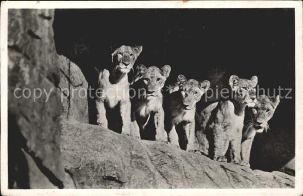 Loewe Carl Hagenbeck's Tierpark Hamburg-Stell