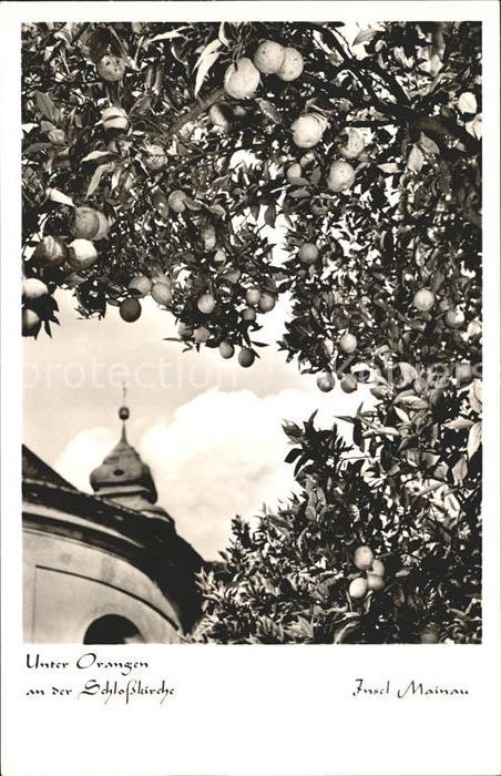 Orangen Oranges Schlosskirche Insel Mainau