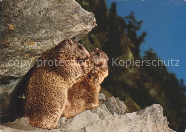 Murmeltier Marmota Marmottes