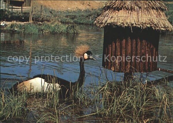 Voegel Kronenkranich Parc zoologique jurassien