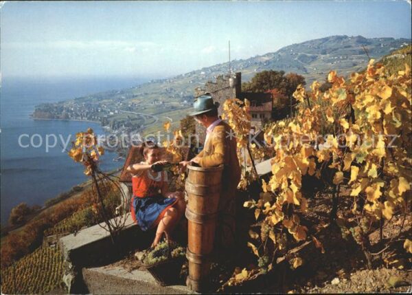 Wein Vin de Lavaux Weinreben