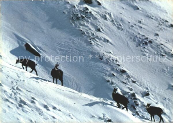 Gemse Gemsen Chamois