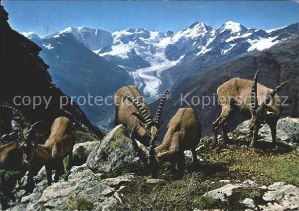 Steinbock Piz Albris Berninagruppe Morteratschgle
