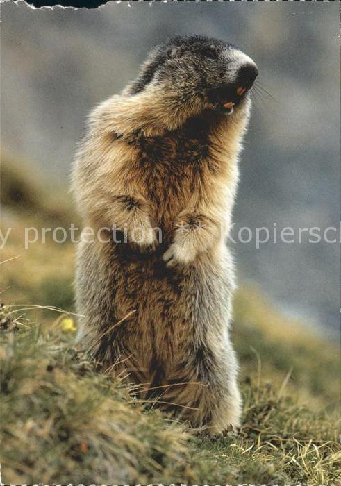Murmeltier Marmotte Marmot