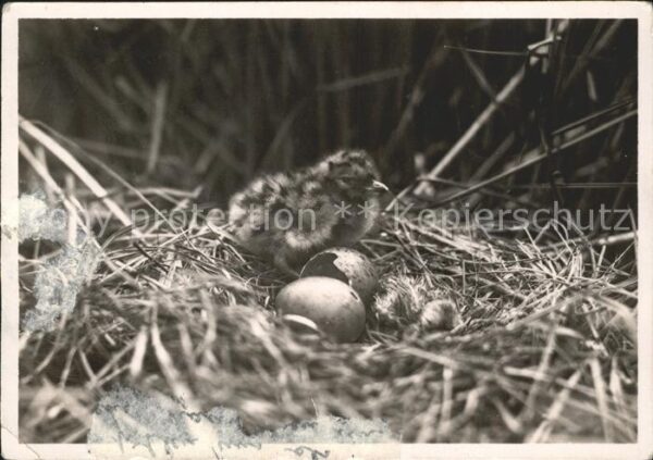 Moewen Lachmöwen-Nest mit Jungen