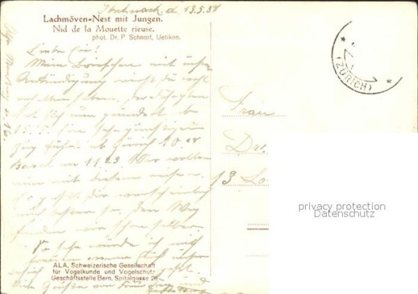 Moewen Lachmöwen-Nest mit Jungen – Bild 2