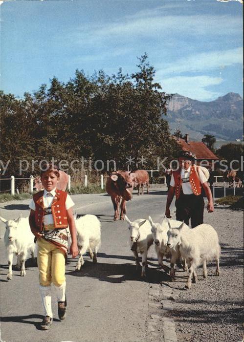 Ziege Kühe Alpfahrt Appenzellerland