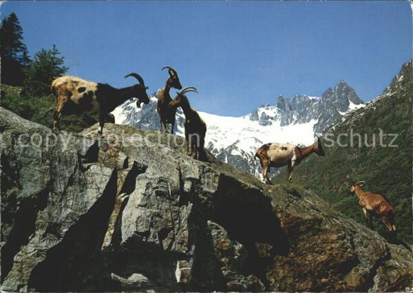 Ziege Ziegen auf der Alp