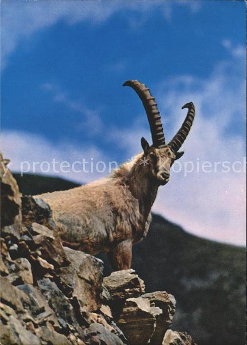 Steinbock Alpensteinbock