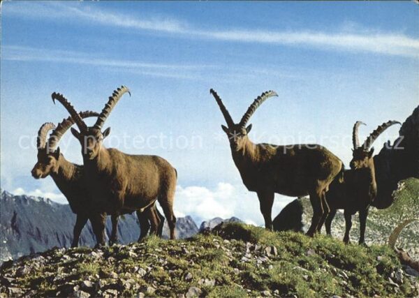 Steinbock Altmann