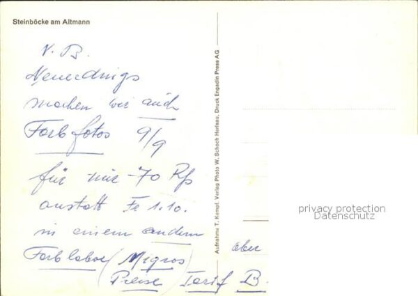 Steinbock Altmann – Bild 2