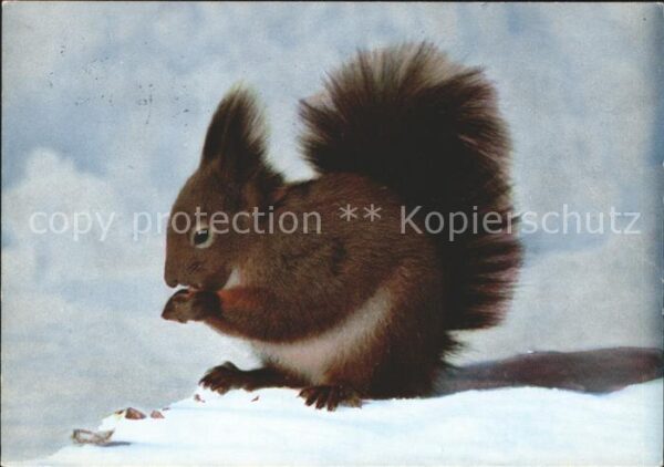 Eichhoernchen Sciurus vulgaris