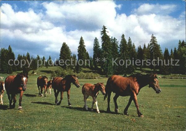 Pferde Paturage du Jura Franches Montagnes