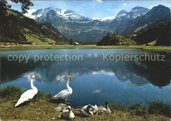 Schwan Enten Lenk Berner Oberland Seeli Wildst