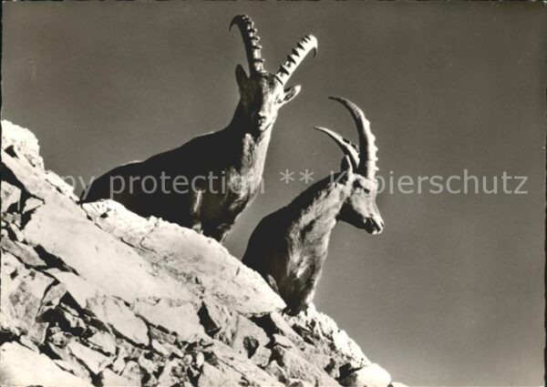 Steinbock Bündner Alpen
