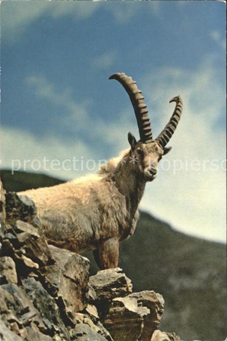Steinbock Alpensteinbock Pontresina