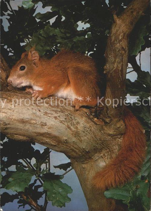 Eichhoernchen Ecureuil Squirrel
