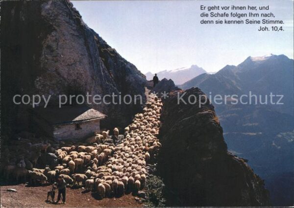 Schafe Hirte Alp