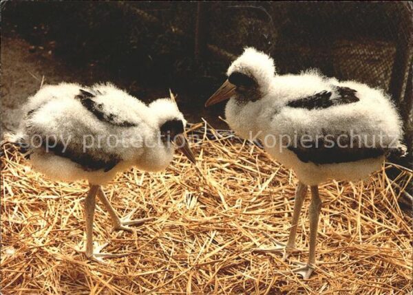 Storch Junge Schwarzstörche Vogelwarte Sempach