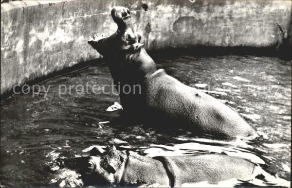 Tiere Nilpferde Nijlpaarden Hippopotamus