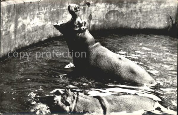 Tiere Nilpferde Nijlpaarden Hippopotamus