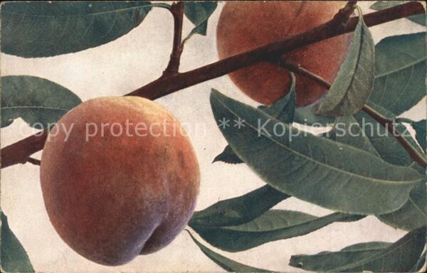 Obst Pfirsich Persica vulgaris