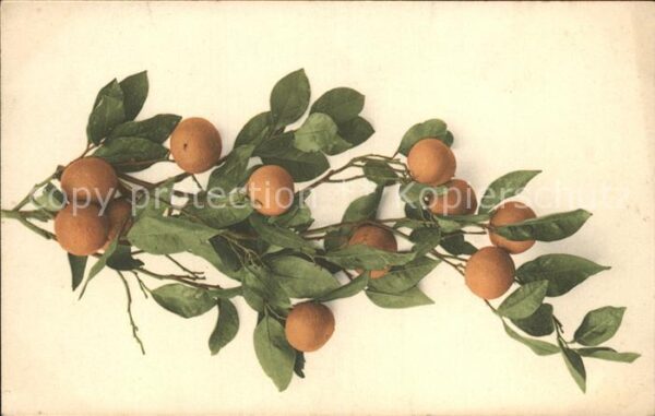 Obst Mandarinen