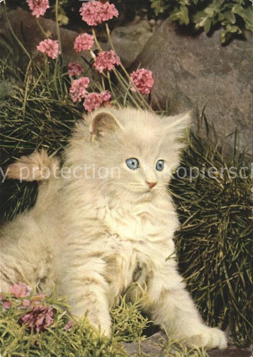 Katzen Perserkätzchen