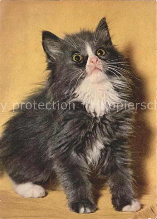 Katzen