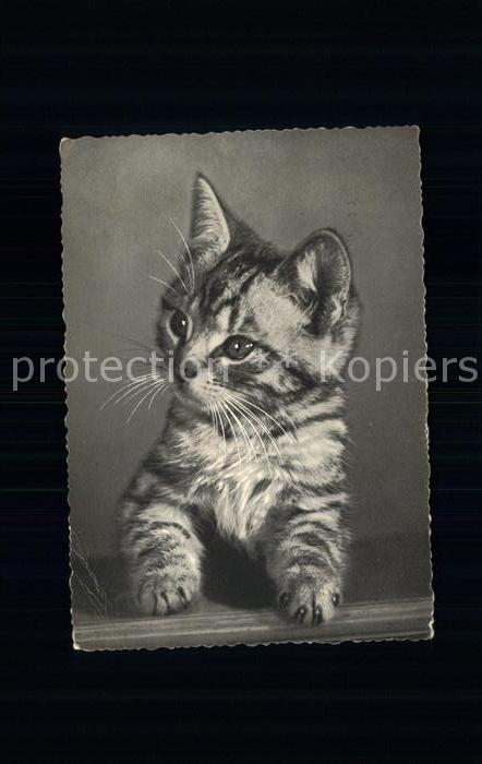 Katzen