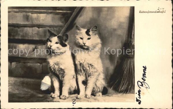Katzen