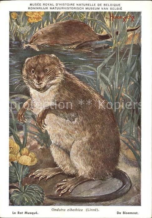 Tiere Bisamratte Ondatra zibethicus