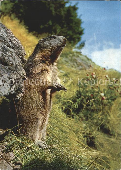 Murmeltier Marmota Marmotte