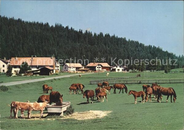 Pferde Paturage Franches-Montagnes