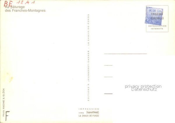 Pferde Paturage Franches-Montagnes – Bild 2