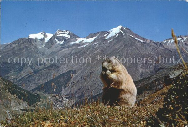Murmeltier Saas-Fee Fletschhorn Laquinhorn Weissmi
