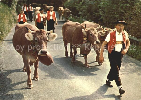 Kuehe Alp-Fahrt Tracht